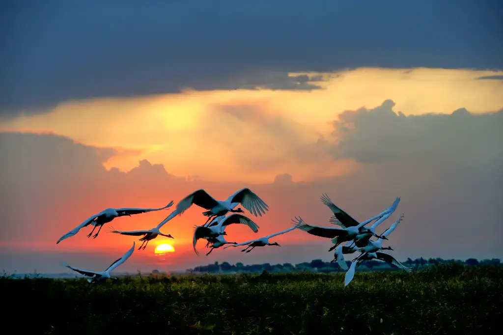 Flat wetland plain under a wide sky near Baicheng