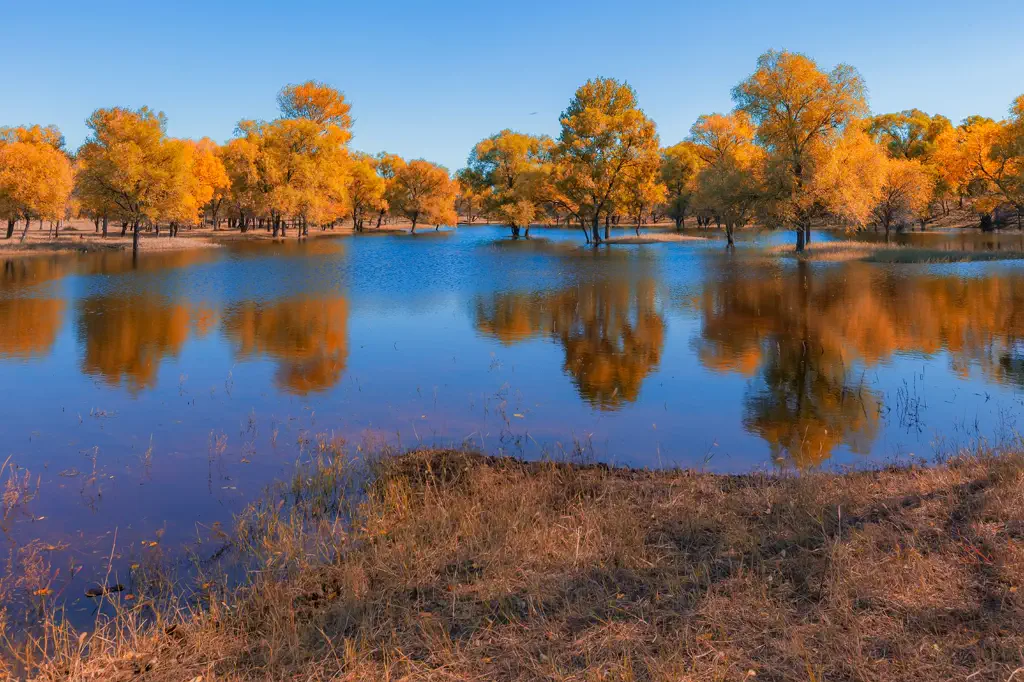 Tall reeds and open water across the wetlands of western Jilin