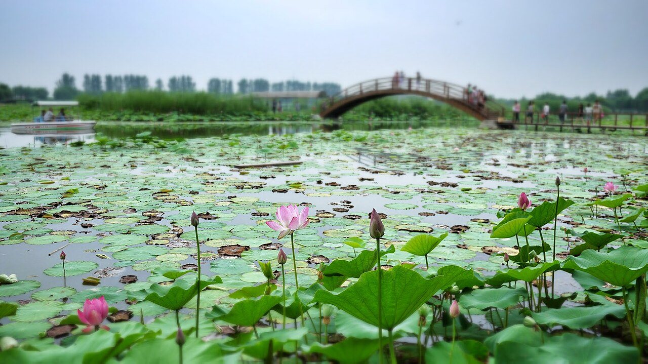 Baiyangdian Lake Baoding: Reed Mazes, Lotus Fields and the Season to Go