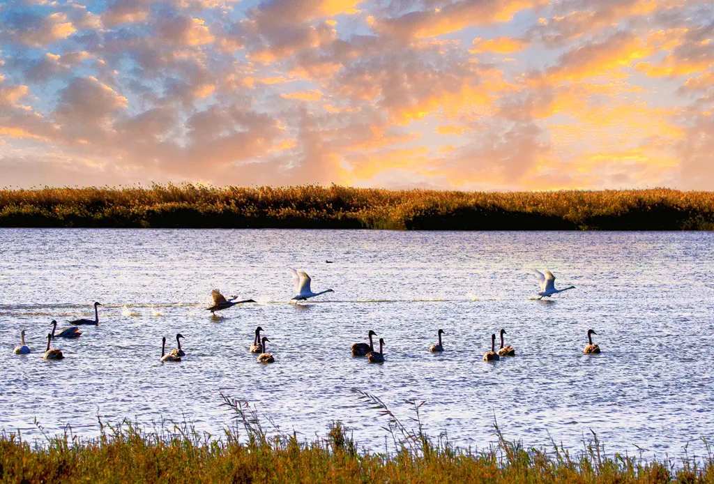 Bayannur Travel Guide: Wuliangsuhai and the Hetao Plain
