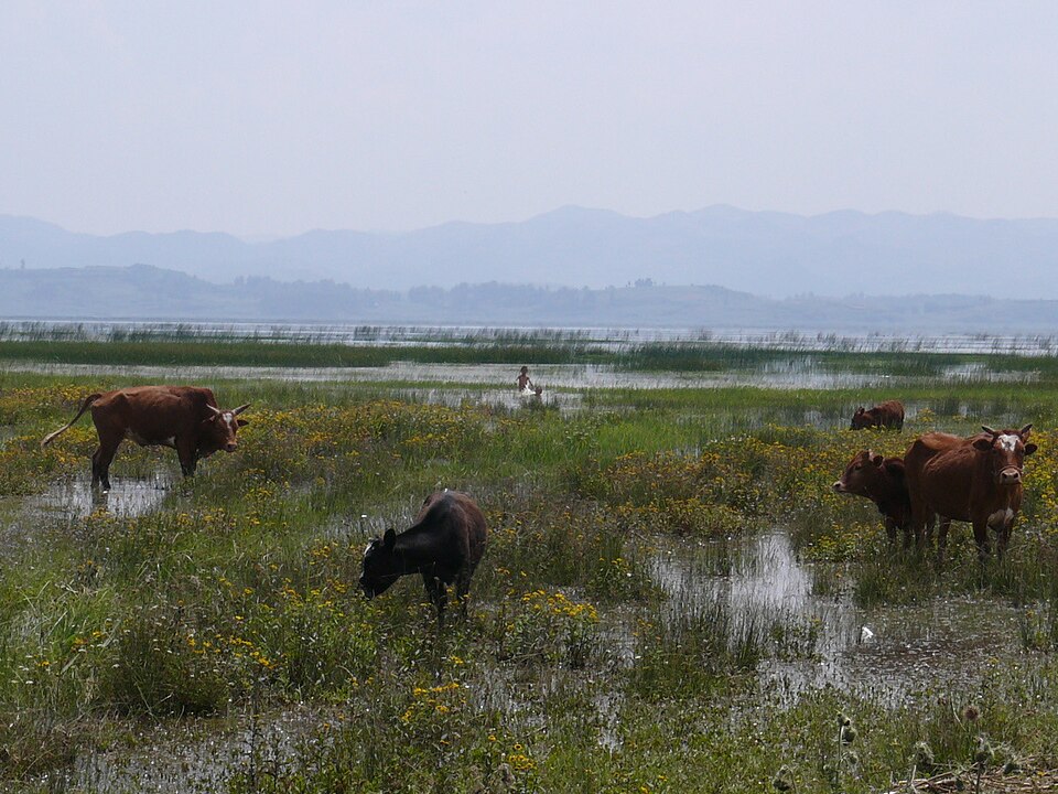 Caohai lake wetland landscape in Weining Bijie