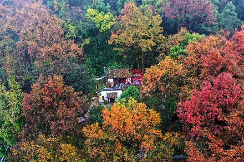 Autumn colour over the wooded slopes of Mount Yuelu seen from above