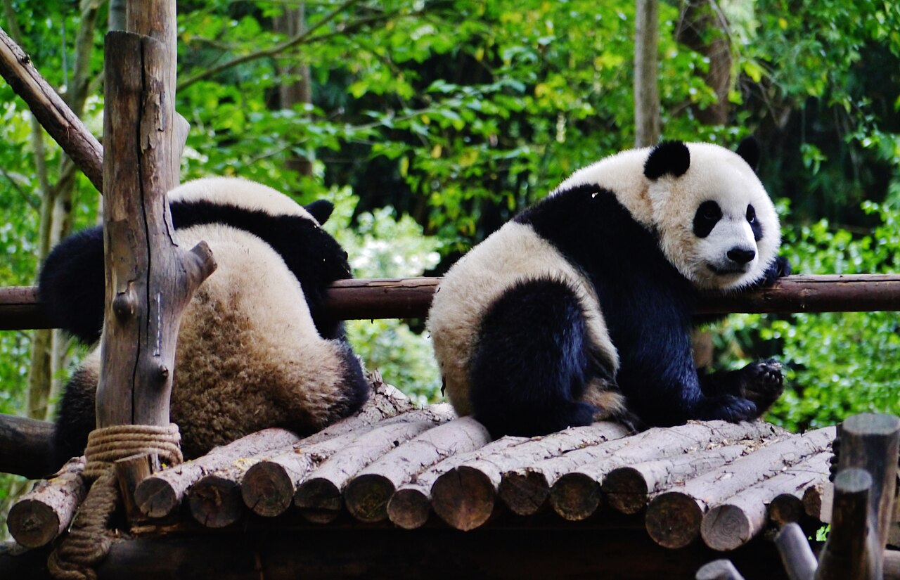 Chengdu Travel Guide: 7 Places to Visit (3-Day Route)