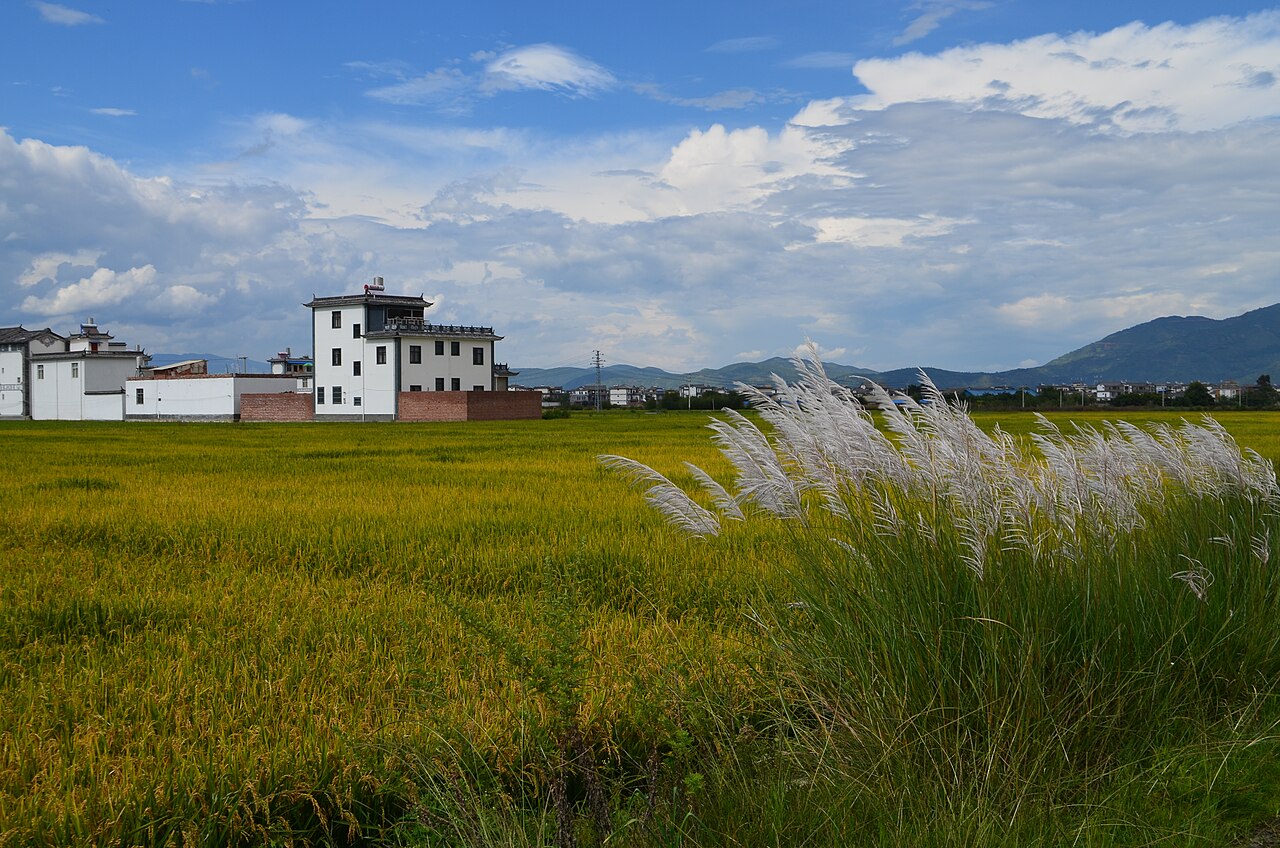 Xizhou town and rice paddies