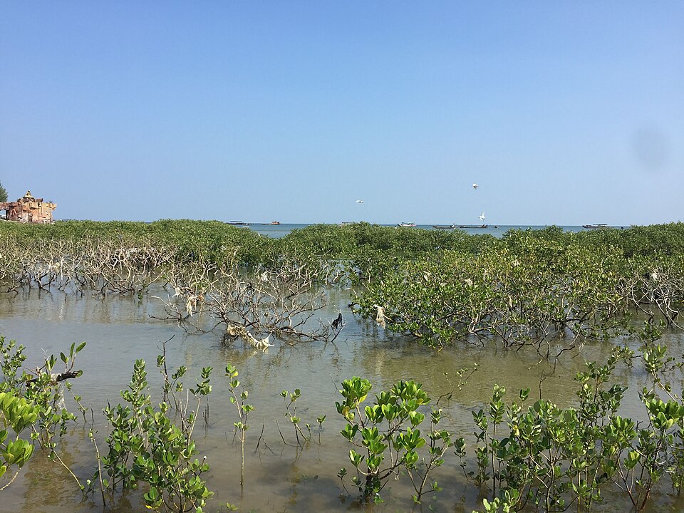 Mangroves at Leshan ancient fishing village Fangchenggang