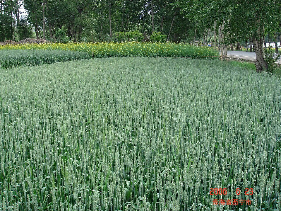 Haidong Travel Guide: Huzhu Folklore near Xining
