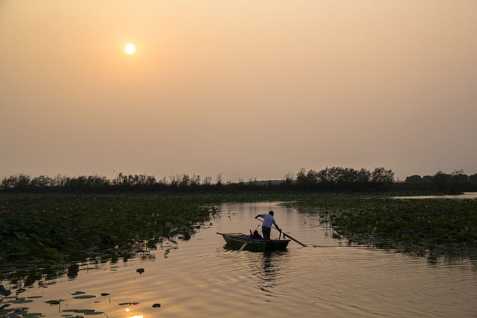 Hengshui Lake: Birding the North China Plain Wetland and How to Visit