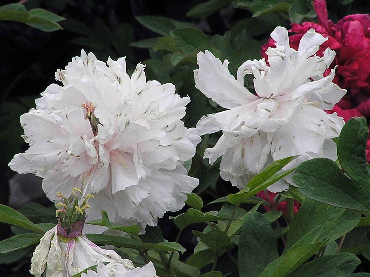 Caozhou Peony Garden Heze: Bloom Calendar, Booking and Off-Season Closures
