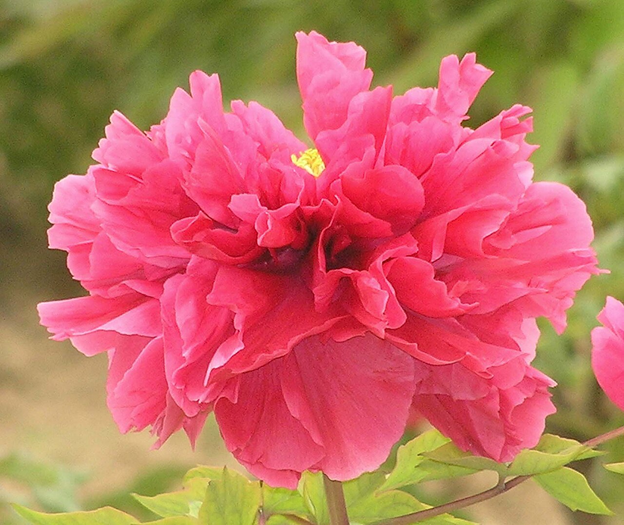 Deep pink Kao tree peony at Caozhou Peony Garden