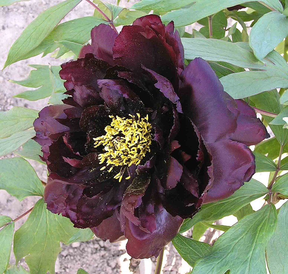 Heze Travel Guide: Peony Season, Caozhou Garden and Food