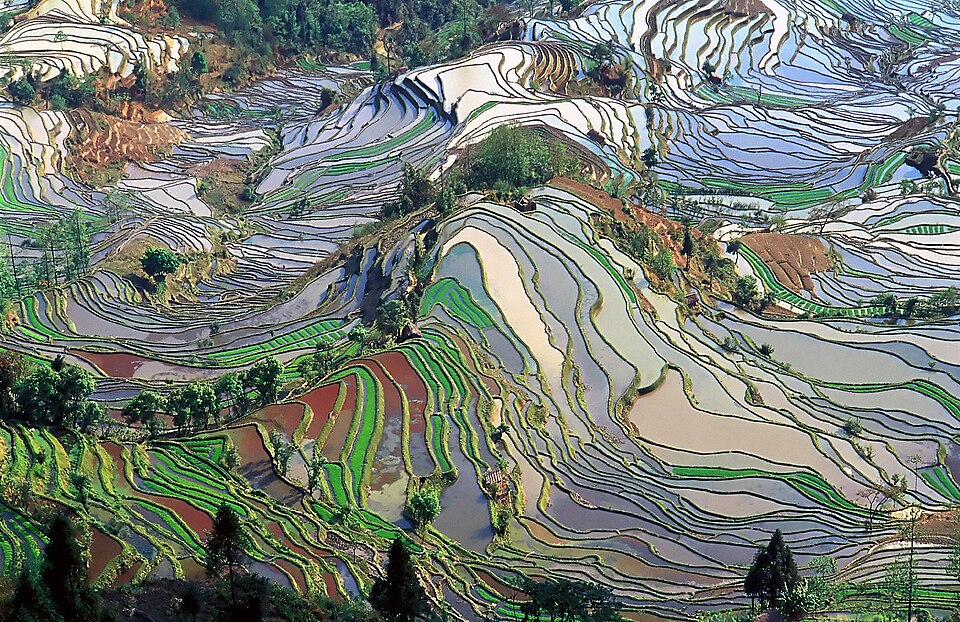 Layer upon layer of Hani rice terraces on a Yuanyang mountainside