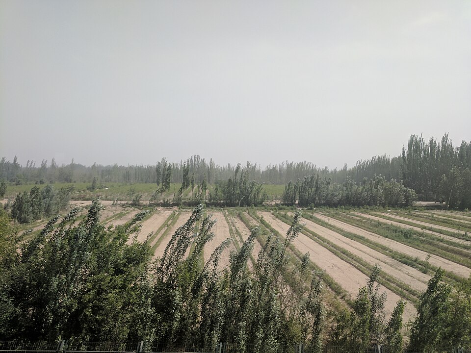 Green oasis farmland outside Hotan between the Taklamakan and Kunlun ranges
