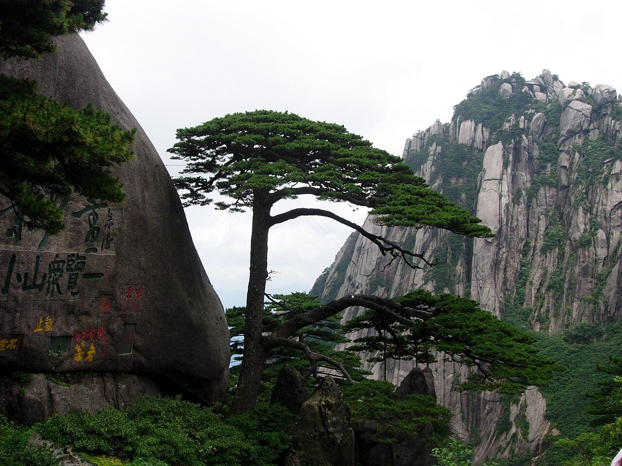 The Welcoming Pine growing beside a granite boulder on Huangshan