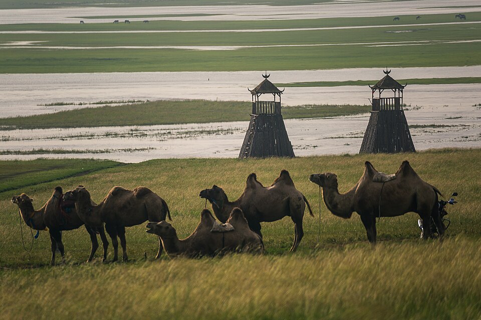 Gentle hills of the Hulunbuir steppe in summer green