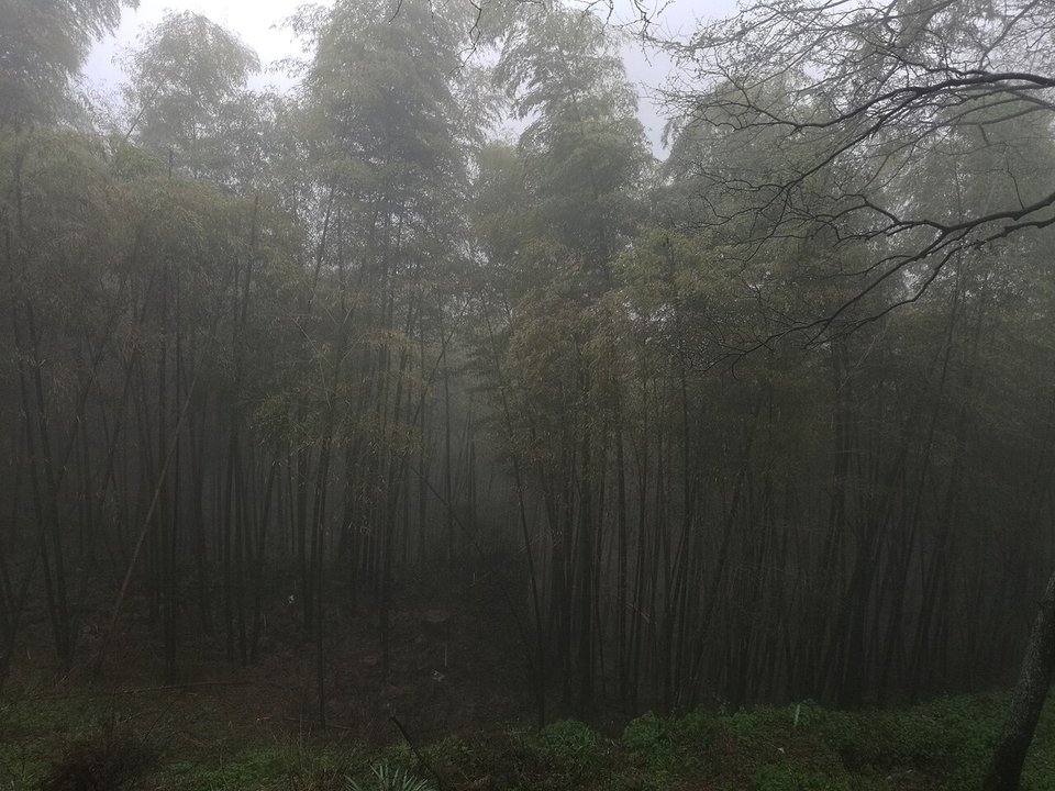 Moganshan: Bamboo Hills, Sword Pond and the Old Summer Villas