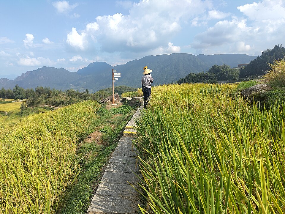 Farmer carrying a load along a narrow path between autumn rice terraces at Yunhe