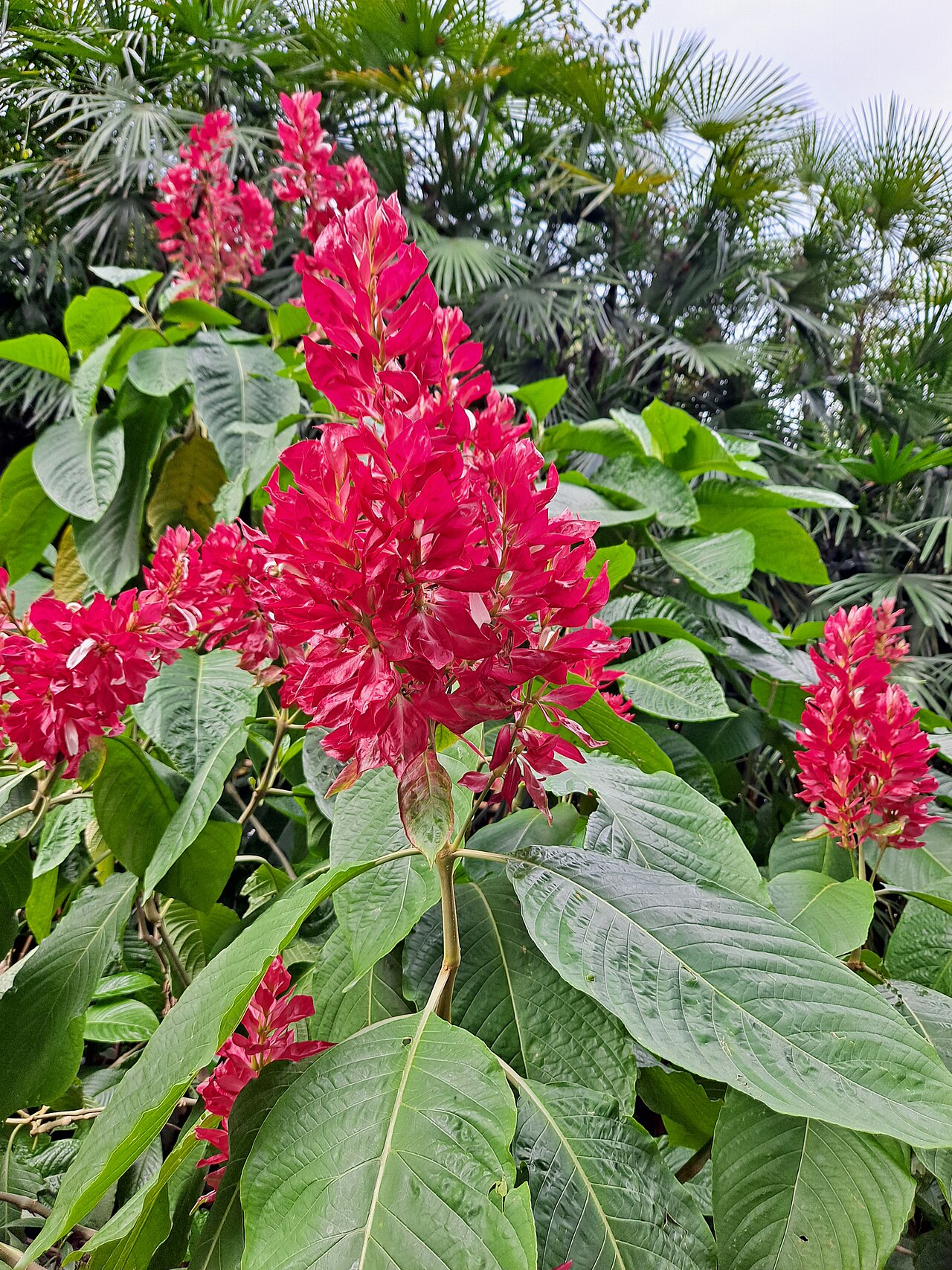 Flowers in Longtan Park Liuzhou