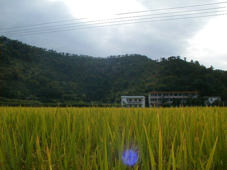 Rice paddy fields in the Meizhou hills