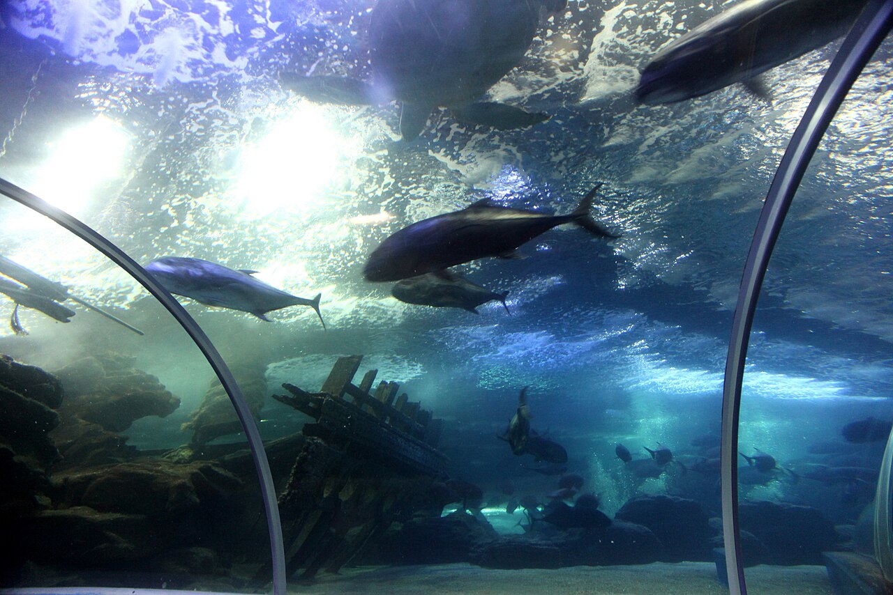 Qingdao Aquarium / Underwater World