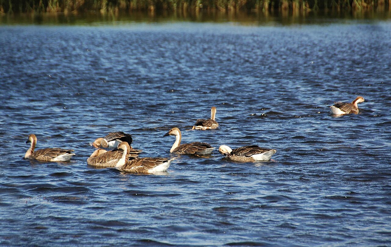 Swan geese on open water in the wetlands near Qiqihar
