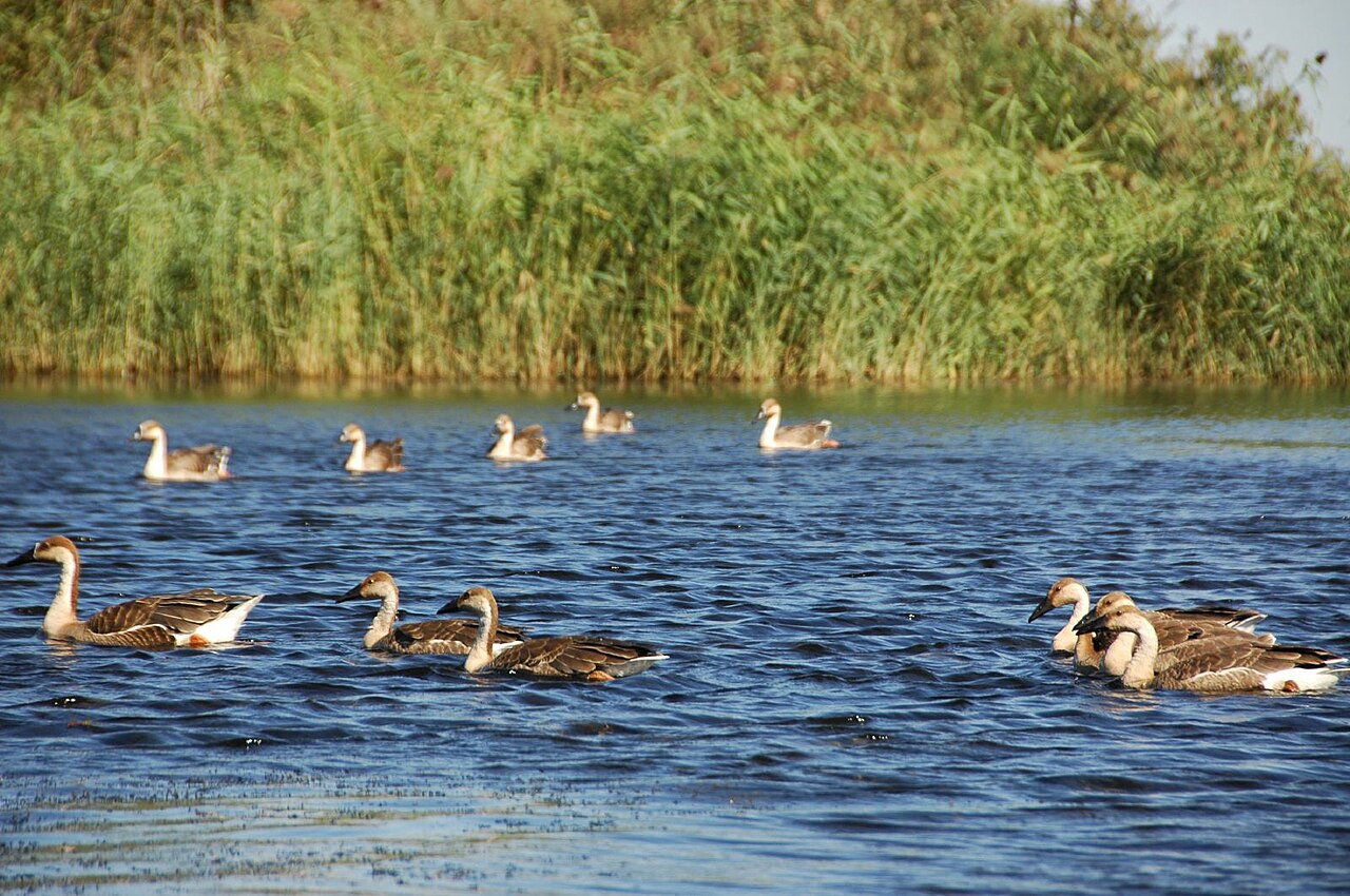 Flock of waterbirds feeding in a Qiqihar wetland
