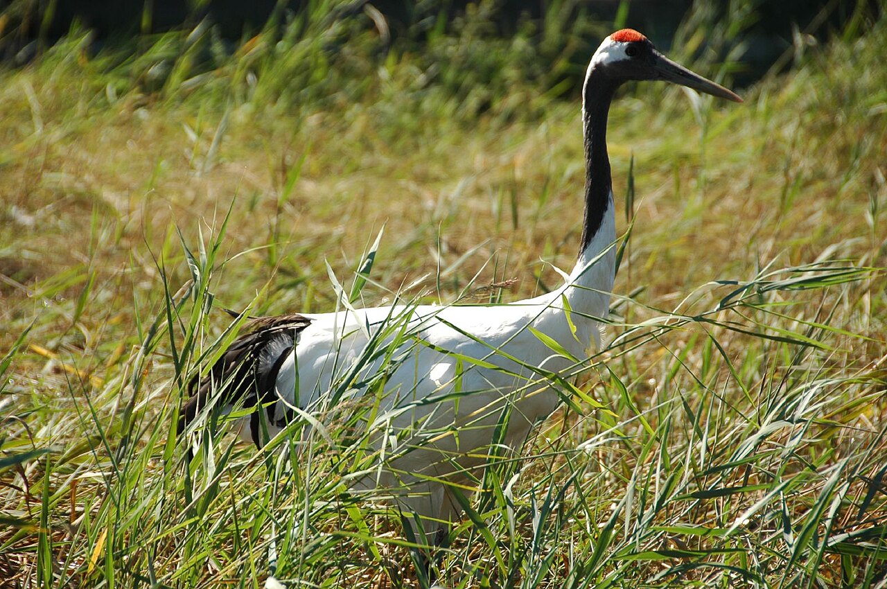 Qiqihar Travel Guide: Zhalong Cranes and Wetlands
