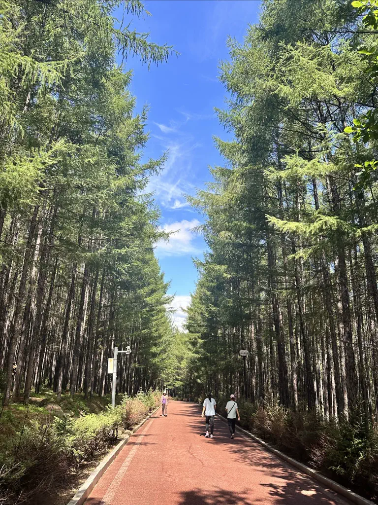 Tree-lined footpath through a park beside Taoshan Lake, Qitaihe