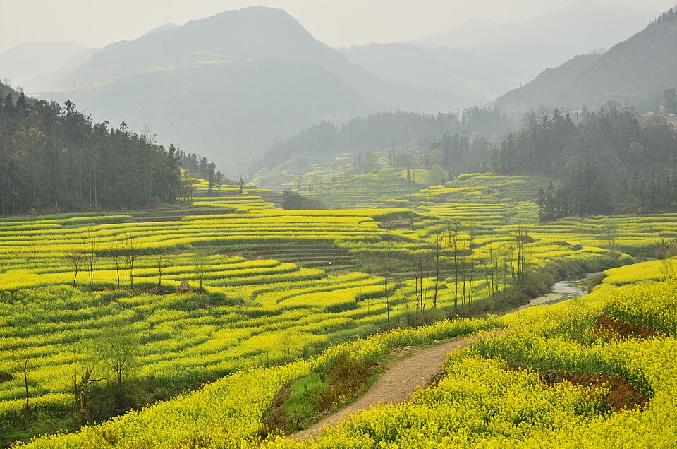 Qujing Travel Guide: Luoping Canola Fields and Jiulong Falls