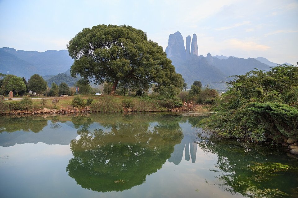 The Jianglang peaks reflected in a still village pond with a large tree on the bank