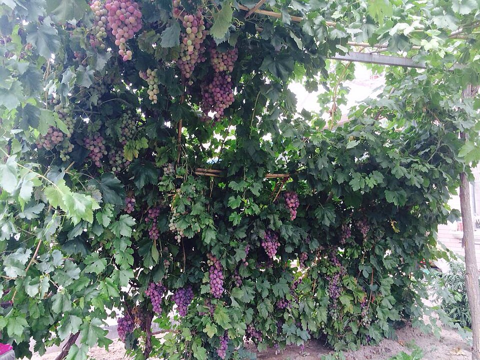Bunches of red grapes hanging from a vine trellis in Shizuishan