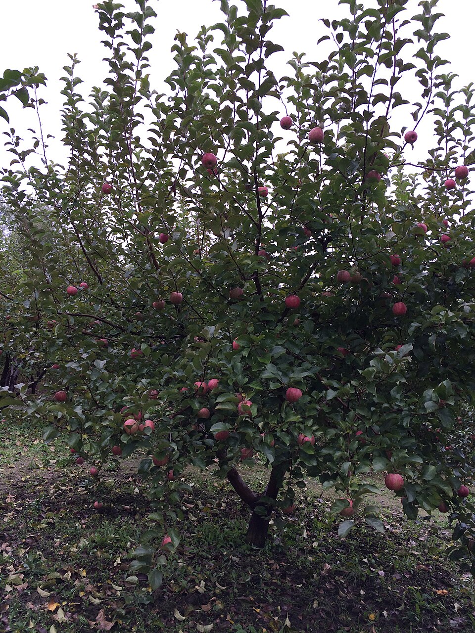 Apple tree heavy with small red fruit in an orchard in Siping