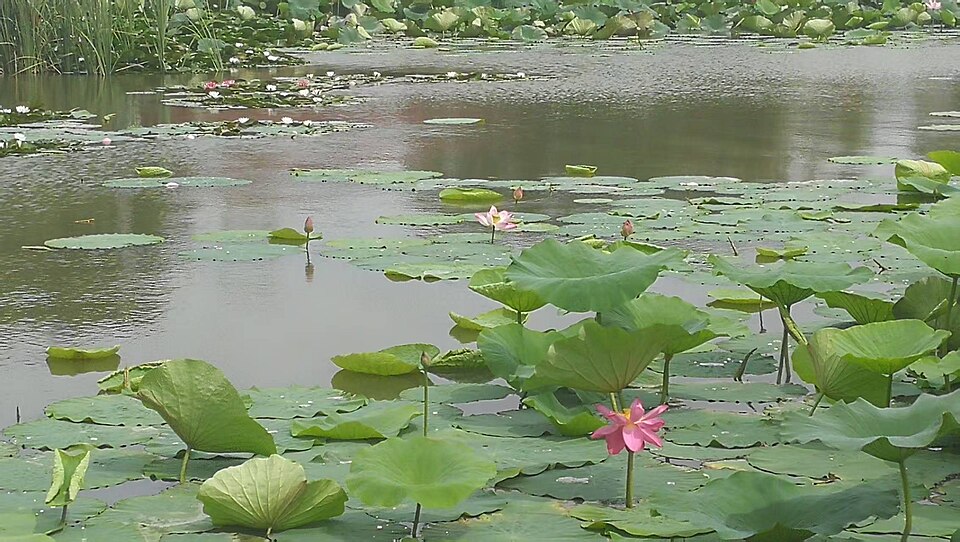 Pink lotus flowers and broad lotus leaves on the water of Chagan Lake