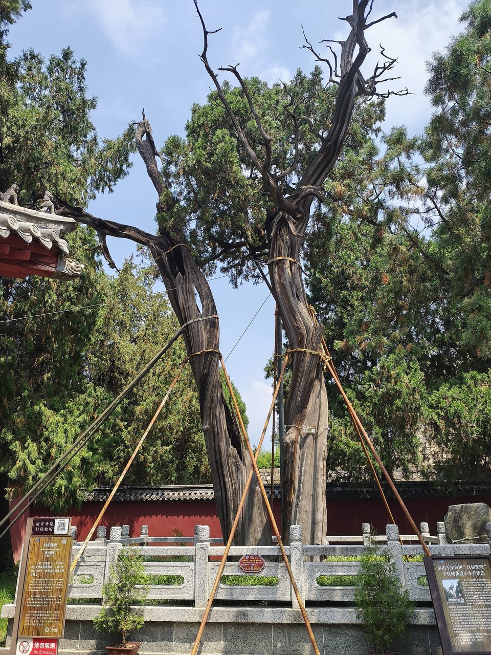 A gnarled ancient cypress propped on supports in a courtyard of the Dai Temple