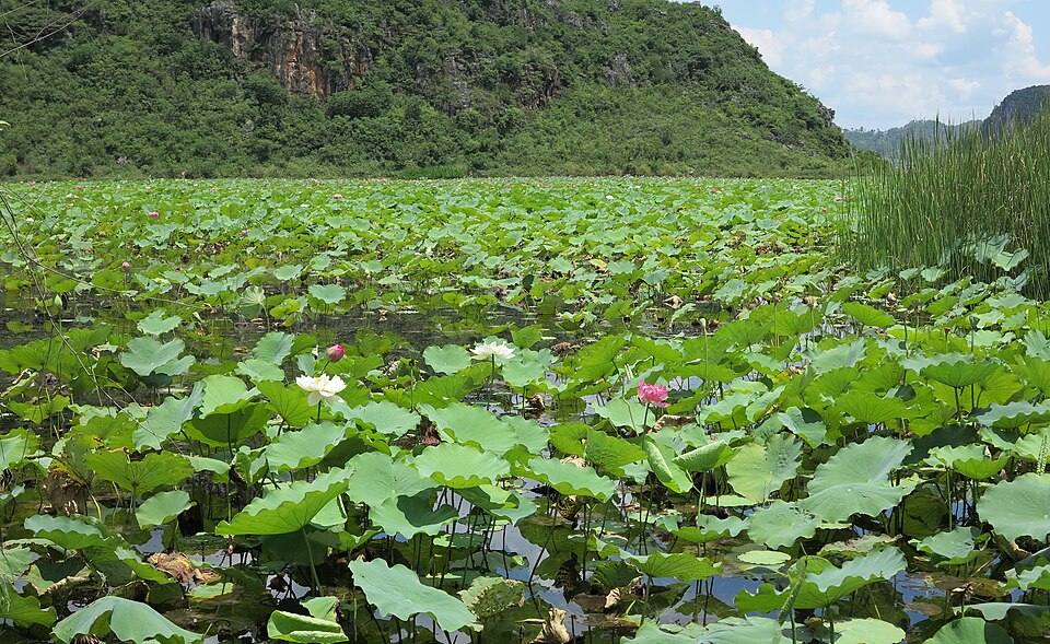 Dense green lotus leaves and pink flowers filling a pond at Puzhehei