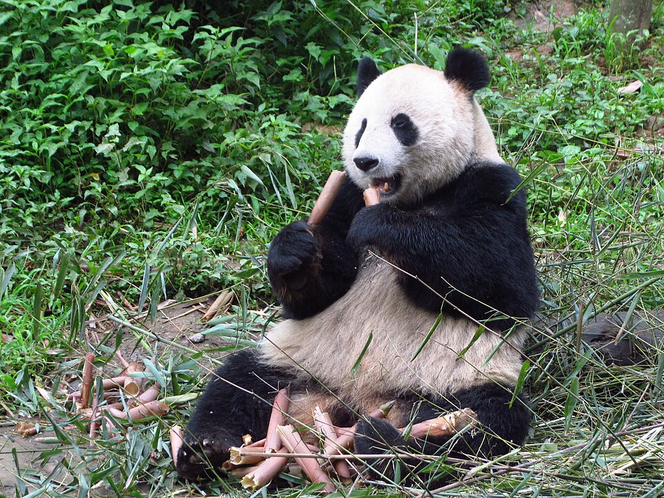 Ya'an Travel Guide: Bifengxia Pandas, Shangli Town, and Rain City Walking (3-Day Route)