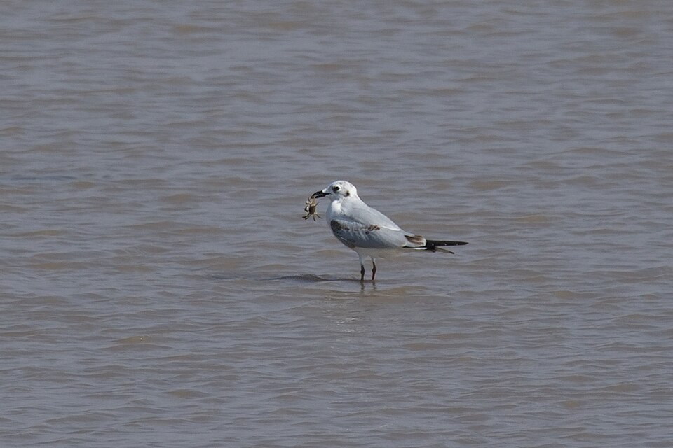Saunders's gull at Diaoyugang Jiangsu coast