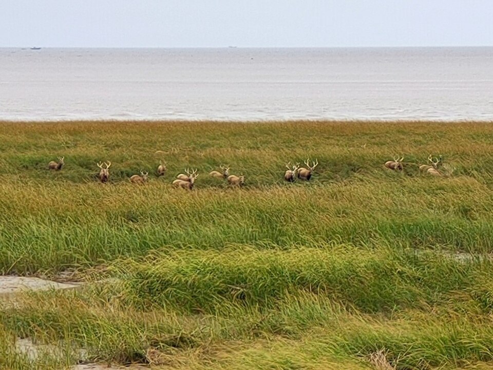Père David's deer among wetland vegetation