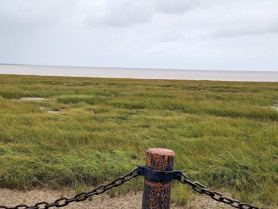 Yancheng Travel Guide: Coastal Wetlands and Crane Season (2–3 Day Route)