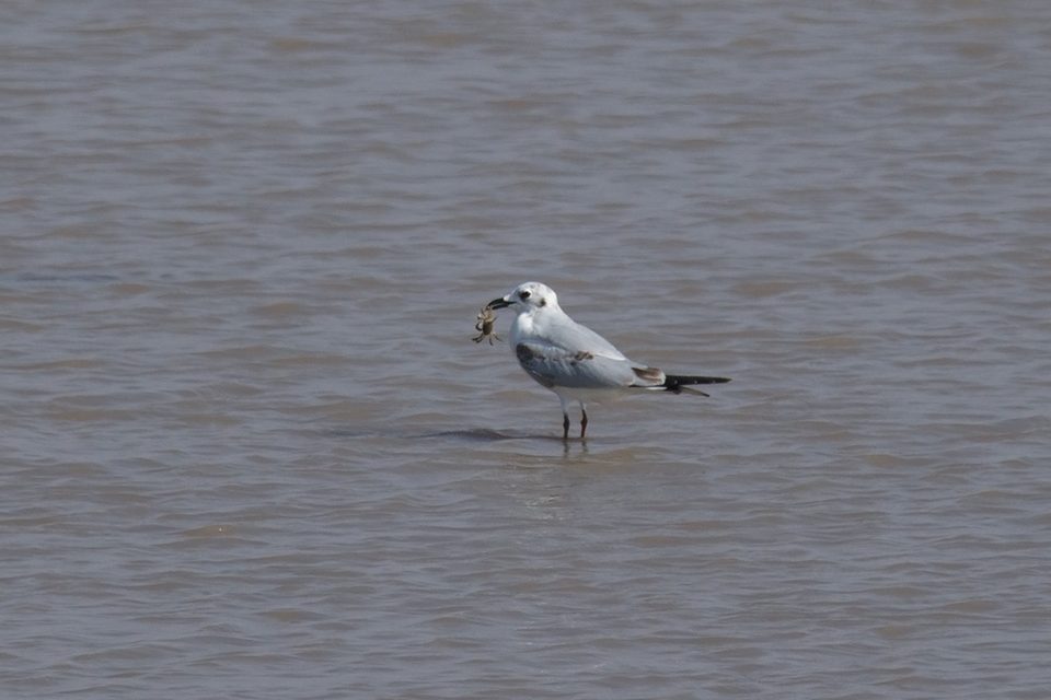 Yancheng Crane Reserve: Wintering Red-Crowned Cranes on the Yellow Sea Coast