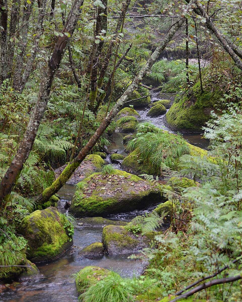 Yichun (Heilongjiang) Travel Guide: Wuying Korean Pine Forest Capital (Not Jiangxi)