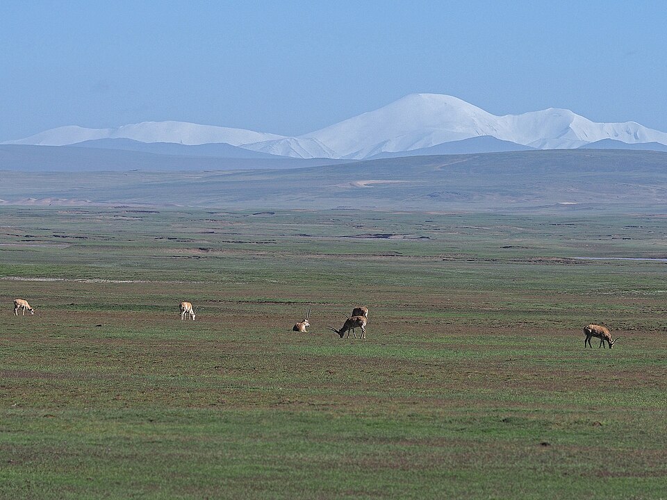 Chiru Tibetan antelope near Gyegu Yushu Qinghai