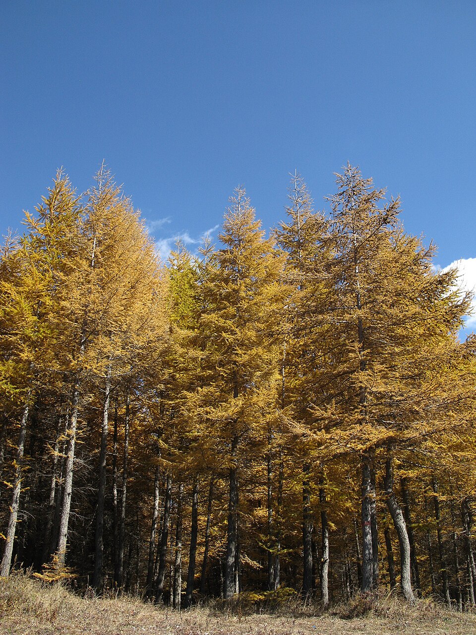 Zhangjiakou Travel Guide: Chongli, Dajingmen, and Bashang (3-Day Route)