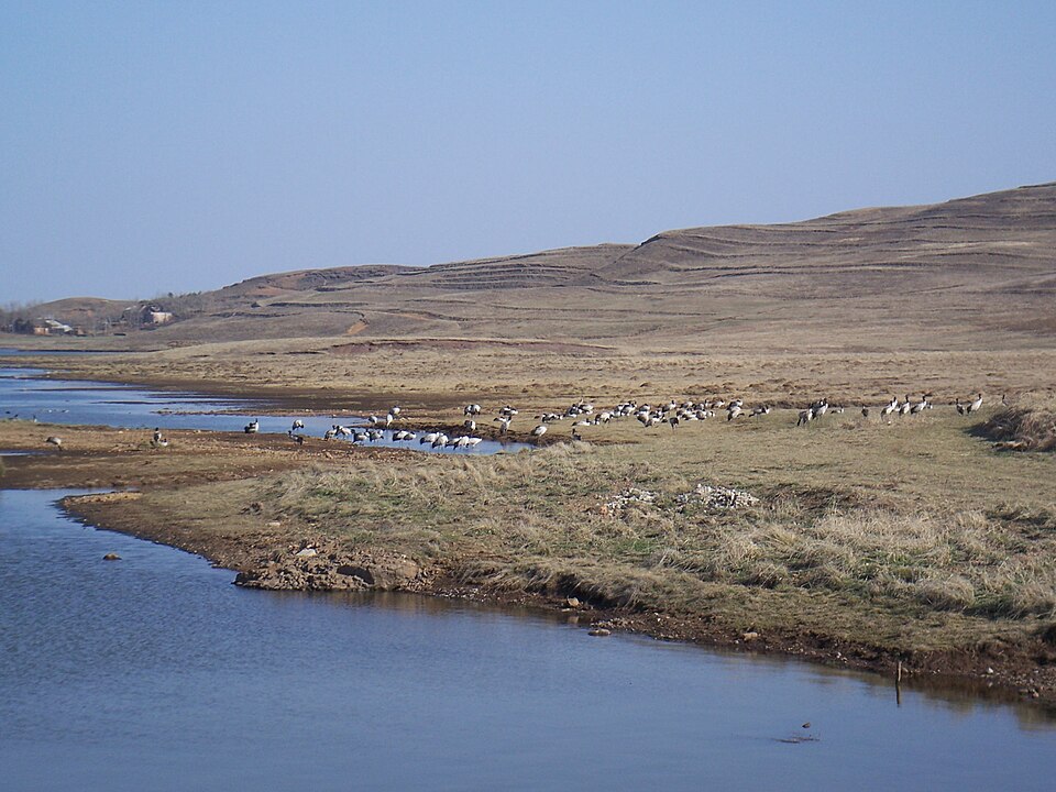 Black-necked crane in highland wetland habitat